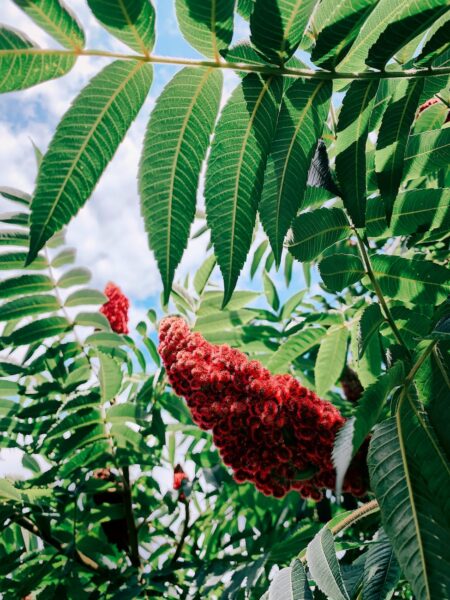 red flowers of staghorn sumac tree